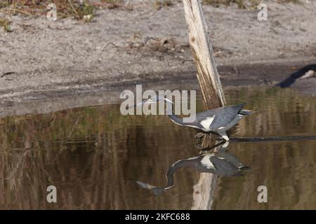 Heron tricolore - Bailey Tract (île de Sanibel) Floride États-Unis Banque D'Images