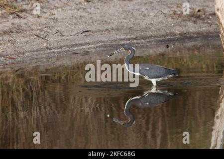 Heron tricolore - Bailey Tract (île de Sanibel) Floride États-Unis Banque D'Images