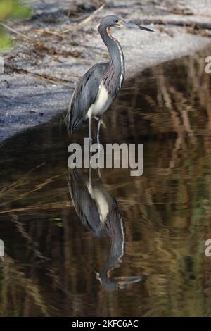 Heron tricolore - Bailey Tract (île de Sanibel) Floride États-Unis Banque D'Images