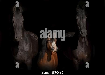 Chevaux de Frise avec poney Banque D'Images
