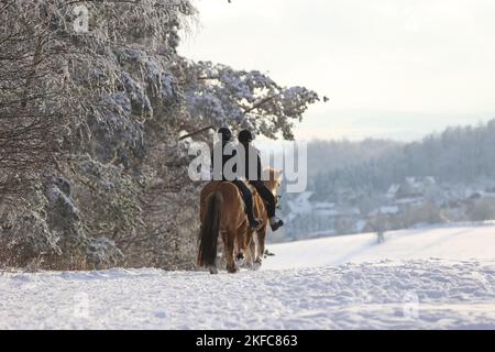 Cavaliers sur chevaux Islandais Banque D'Images