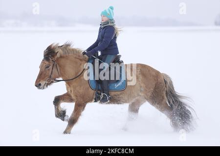 Cavalier sur le cheval islandais Banque D'Images