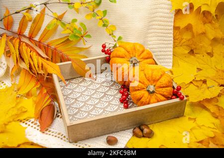 La vie d'automne est encore avec un tissu tricoté blanc et des feuilles d'érable jaune et orange et rowan, un plateau avec des citrouilles. Banque D'Images