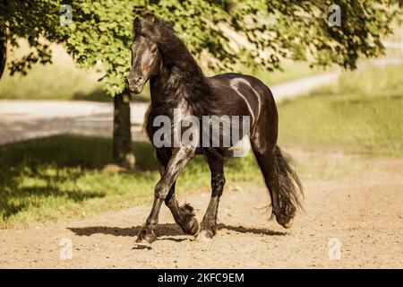 Trotting Cheval Frison Banque D'Images