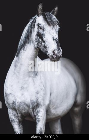 Portrait de Knabstrup Horse Banque D'Images