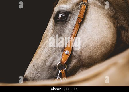 Quarter Horse portrait Banque D'Images