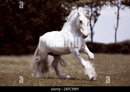 Tinker irlandais au galop Banque D'Images