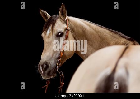 Quarter Horse portrait Banque D'Images