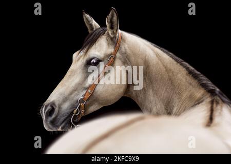 Quarter Horse portrait Banque D'Images