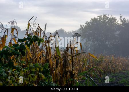 Maïs dans le potager un matin brumeux. Thème de l'automne. Banque D'Images