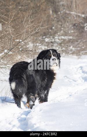 Le chien de montagne bernois se tient dans la neige Banque D'Images