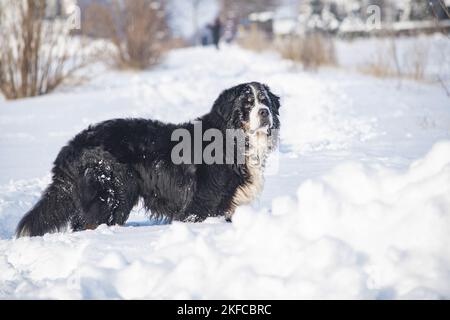 Le chien de montagne bernois se tient dans la neige Banque D'Images