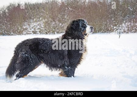 Le chien de montagne bernois se tient dans la neige Banque D'Images