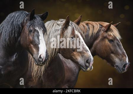 Noriker Horse avec Percheron Banque D'Images