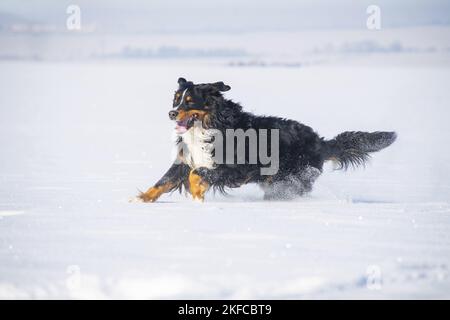 Le chien de montagne bernois traverse la neige Banque D'Images