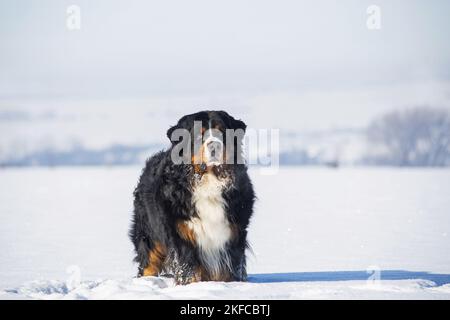 Le chien de montagne bernois se tient dans la neige Banque D'Images