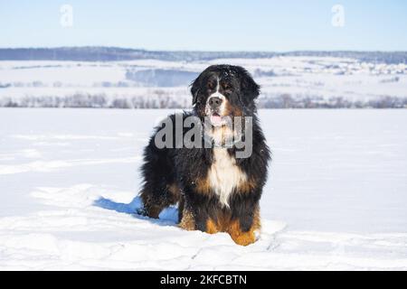 Le chien de montagne bernois se tient dans la neige Banque D'Images