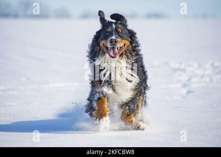 Le chien de montagne bernois traverse la neige Banque D'Images