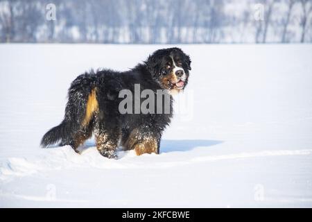 Le chien de montagne bernois se tient dans la neige Banque D'Images