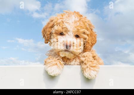 Chiot Lagotto Romagnolo Banque D'Images