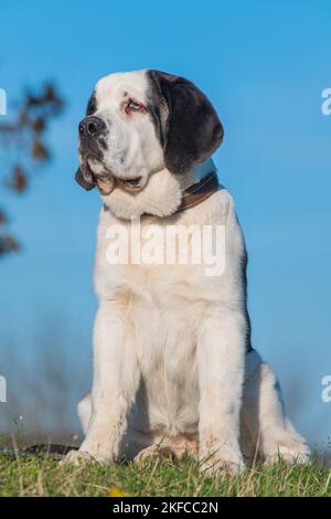 Les jeunes Saint Bernard Banque D'Images