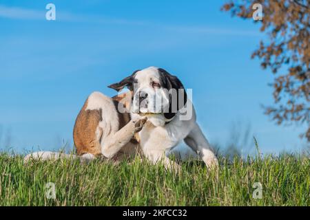 Les jeunes Saint Bernard Banque D'Images