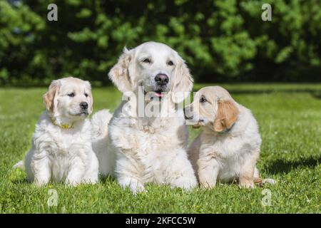 Golden Retriever Banque D'Images