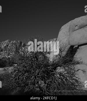 Joshua Tree National Park Banque D'Images