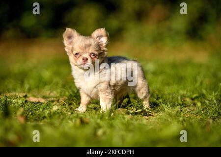 Chiot Chihuahua Banque D'Images