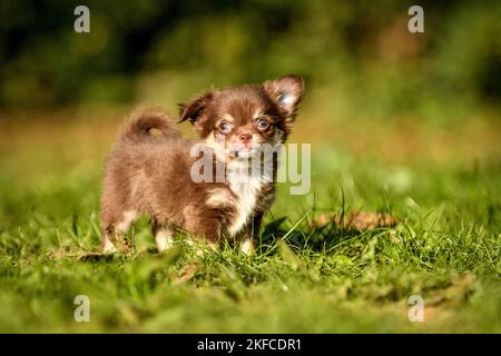 Chiot Chihuahua Banque D'Images