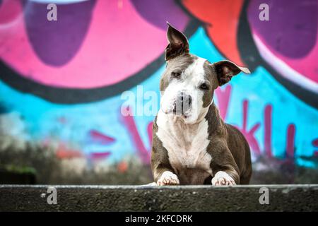 American Staffordshire Terrier couché Banque D'Images