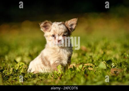 Chiot Chihuahua Banque D'Images