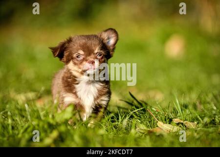 Chiot Chihuahua Banque D'Images