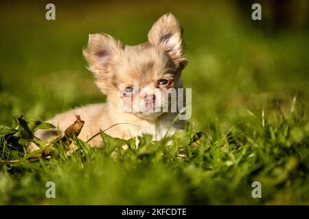 Chiot Chihuahua Banque D'Images