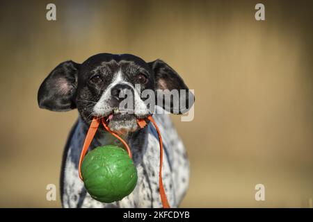 Pointeur-Français-Bulldog-Mix portrait Banque D'Images