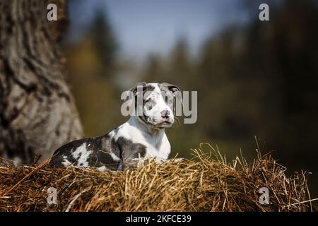 Chien-de-Staffordshire-Terrier-Mongrel couché Banque D'Images