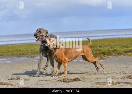 American-Pit-Bull-Terrier-Rhodesian-Ridgeback-Mongrel avec le chien de chasse irlandais Banque D'Images