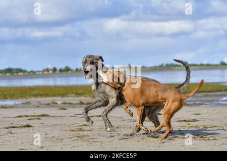 American-Pit-Bull-Terrier-Rhodesian-Ridgeback-Mongrel avec le chien de chasse irlandais Banque D'Images