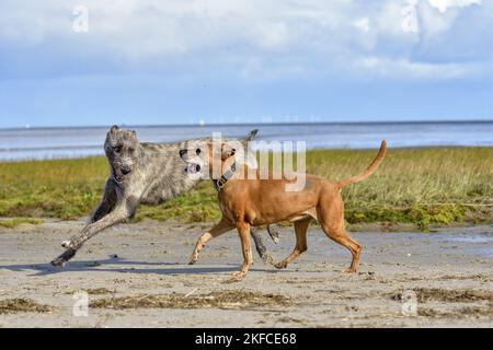 American-Pit-Bull-Terrier-Rhodesian-Ridgeback-Mongrel avec le chien de chasse irlandais Banque D'Images