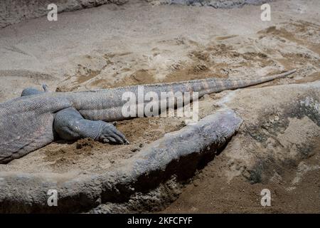 Surveiller la queue de lézard. Vue arrière du dragon du Komodo. Varan. Gros plan du moniteur de lézard dans le zoo. Banque D'Images