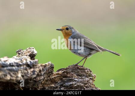 Le robin européen se trouve sur un arbre Banque D'Images