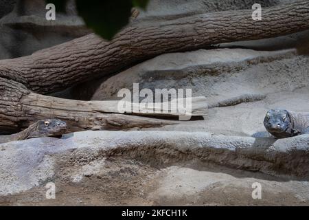 Deux dragons Komodo. Varan. Surveiller les lézards dans le zoo Banque D'Images