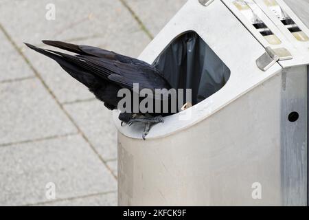 un corbeau est assis sur une poubelle et recherche de la nourriture Banque D'Images