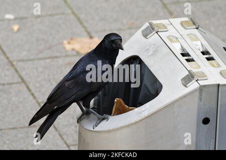 un corbeau est assis sur une poubelle et recherche de la nourriture Banque D'Images