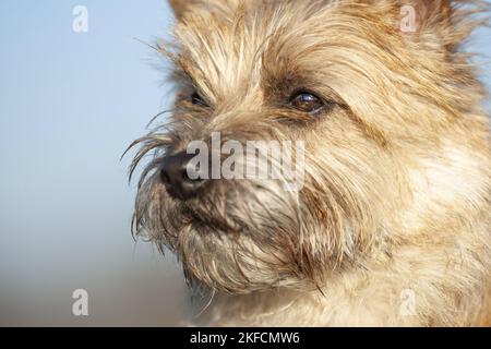 Le visage du Cairn Terrier Banque D'Images