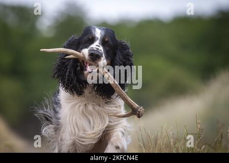 Jouer English Springer Spaniel Banque D'Images