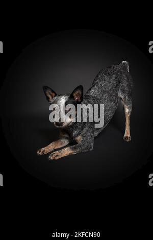 Chien de boucherie australien Banque D'Images