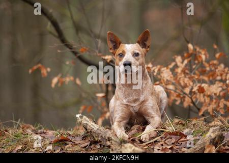 Chien de boucherie australien couché à queue d'aronde Banque D'Images