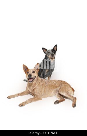 Chien de boucherie australien couché à queue d'aronde Banque D'Images