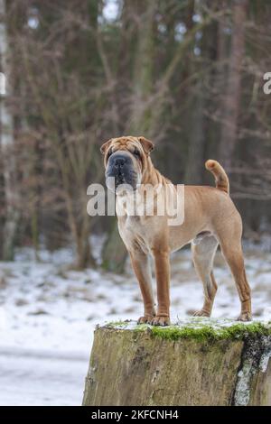 Shar Pei permanent Banque D'Images